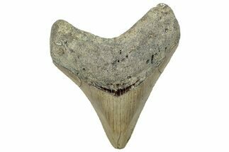 Serrated, Fossil Megalodon Tooth - North Carolina #295285