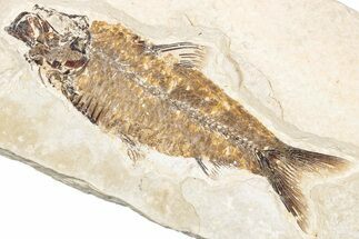 Fossil Fish (Knightia) - Wyoming #295645