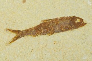 Fossil Fish (Knightia) - Wyoming #295523