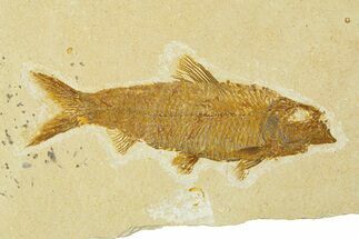 Fossil Fish (Knightia) - Wyoming #295525