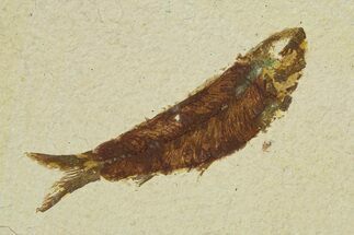 Bargain Fossil Fish (Knightia) - Wyoming #295697