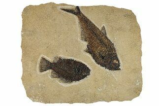 Plate of Two Fossil Fish (Diplomystus & Cockerellites) - Wyoming #295712