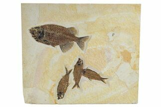 Plate of Four Fossil Fish (Phareodus & Knightia) - Wyoming #295714