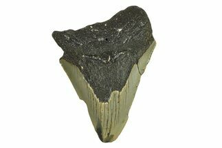 Bargain, Fossil Megalodon Tooth - South Carolina #295413