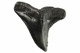 Snaggletooth Shark (Hemipristis) Tooth - South Carolina #295780