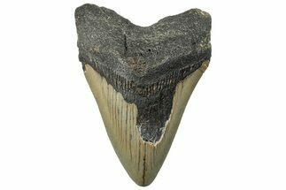Fossil Megalodon Tooth - North Carolina #295232