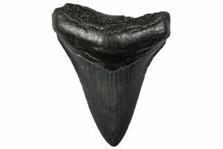Serrated, Juvenile Megalodon Tooth - South Carolina #295830