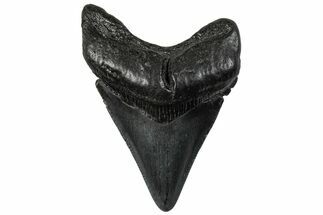 Juvenile Megalodon Tooth - South Carolina #295831