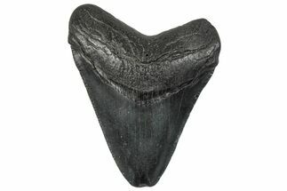 Serrated, Juvenile Megalodon Tooth - South Carolina #295832