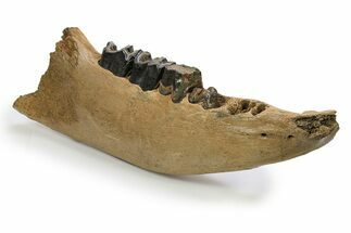 Fossil Rhino (Coelodonta) Right Mandible - Poland #295863