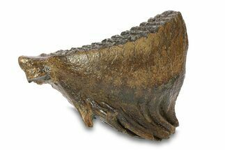 Fossil Woolly Mammoth Lower M Molar - Poland #295864