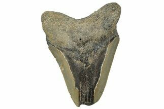 Bargain, Fossil Megalodon Tooth - Serrated Blade #295442