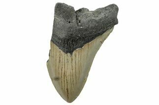 Bargain, Fossil Megalodon Tooth - Serrated Blade #295455