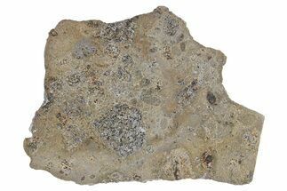 Eucrite Meteorite Slice ( g) - Jikharra #296000