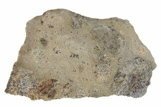 Eucrite Meteorite Slice ( g) - Jikharra #296023