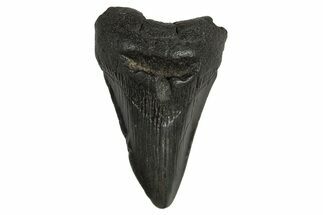 Fossil Megalodon Tooth - South Carolina #295885