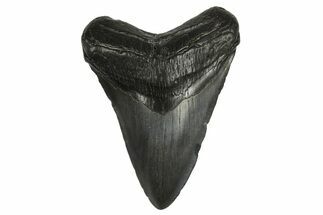 Fossil Megalodon Tooth - South Carolina #295915