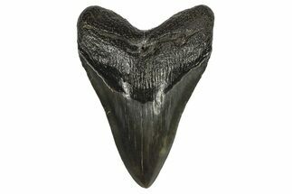 Fossil Megalodon Tooth - South Carolina #295917