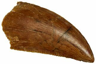 Serrated, Raptor Tooth - Real Dinosaur Tooth #295939