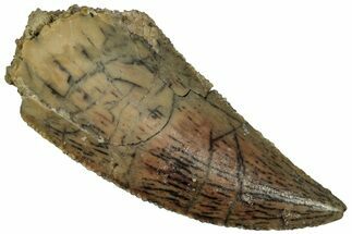 Serrated, Raptor Tooth - Real Dinosaur Tooth #295947