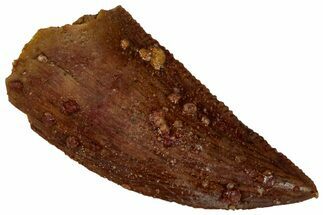 Serrated, Raptor Tooth - Real Dinosaur Tooth #295960