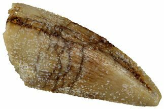 Serrated Raptor Premaxillary Tooth - Real Dinosaur Tooth #295969