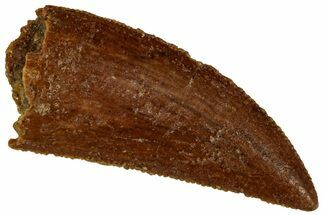 Serrated, Raptor Tooth - Real Dinosaur Tooth #295975
