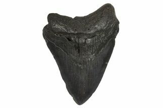 Fossil Megalodon Tooth - South Carolina #296035