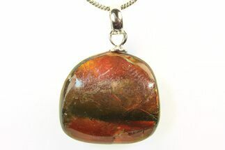 Brilliant Ammolite Pendant (Necklace) - Alberta, Canada #296045