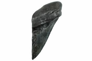 Partial Fossil Megalodon Tooth - South Carolina #296128