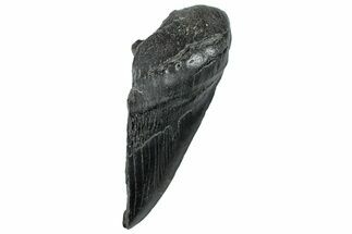 Partial Fossil Megalodon Tooth - South Carolina #296134