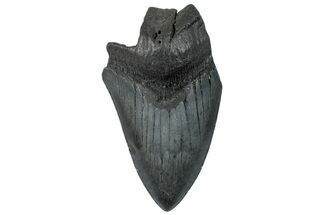 Partial, Fossil Megalodon Tooth - Serrated Edge #296151