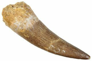 Fossil Plesiosaur (Zarafasaura) Tooth - Morocco #296334