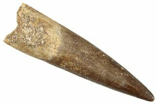 Fossil Plesiosaur (Zarafasaura) Tooth - Morocco #296336