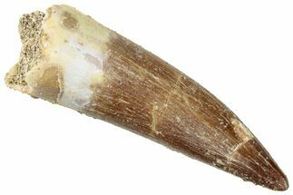 Fossil Plesiosaur (Zarafasaura) Tooth - Morocco #296338