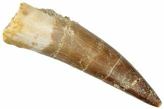 Fossil Plesiosaur (Zarafasaura) Tooth - Morocco #296340