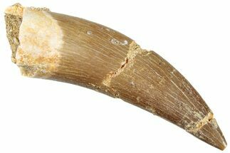 Fossil Plesiosaur (Zarafasaura) Tooth - Morocco #296347