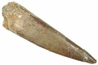 Fossil Plesiosaur (Zarafasaura) Tooth - Morocco #296352