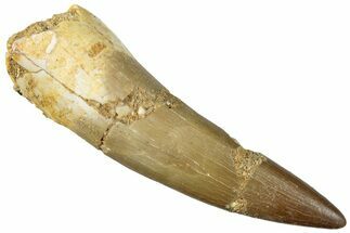 Fossil Plesiosaur (Zarafasaura) Tooth - Morocco #296354