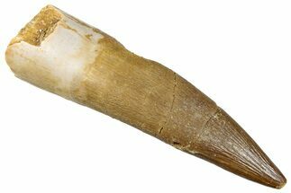 Fossil Plesiosaur (Zarafasaura) Tooth - Morocco #296356