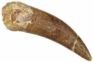 Fossil Plesiosaur (Zarafasaura) Tooth - Morocco #296359