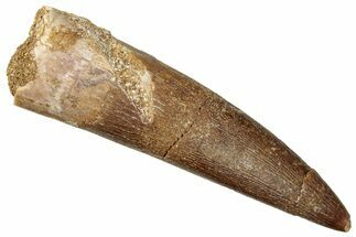 Fossil Plesiosaur (Zarafasaura) Tooth - Morocco #296361