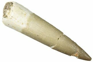 Fossil Plesiosaur (Zarafasaura) Tooth - Morocco #296367