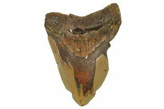 Bargain, Fossil Megalodon Tooth - North Carolina #296435