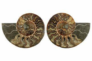 Cut & Polished, Crystal-Filled Ammonite Fossil - Madagascar #296425