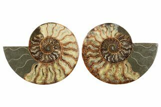 Cut & Polished, Crystal-Filled Ammonite Fossil - Madagascar #296398