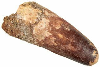 Fossil Spinosaurus Tooth - Feeding Worn Tip #296475