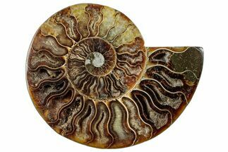 Cut & Polished Ammonite Fossil (Half) - Madagascar #296499