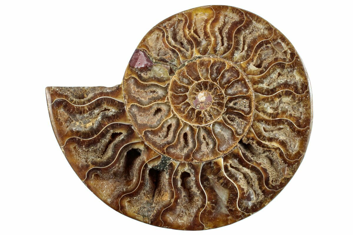 Giant Madagascar Ammonite Fossil Half – Cretaceous, Polished, Real & Ready To Display