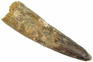 Fossil Spinosaurus Tooth - Real Dinosaur Tooth #296512